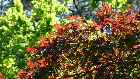 Bois des Moutiers (78) mai 2012